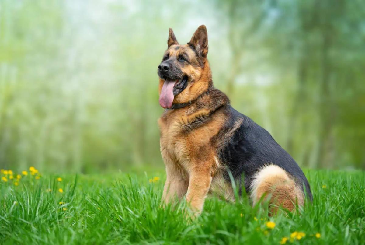 The German Shepherd dog Availble for share in Pet House